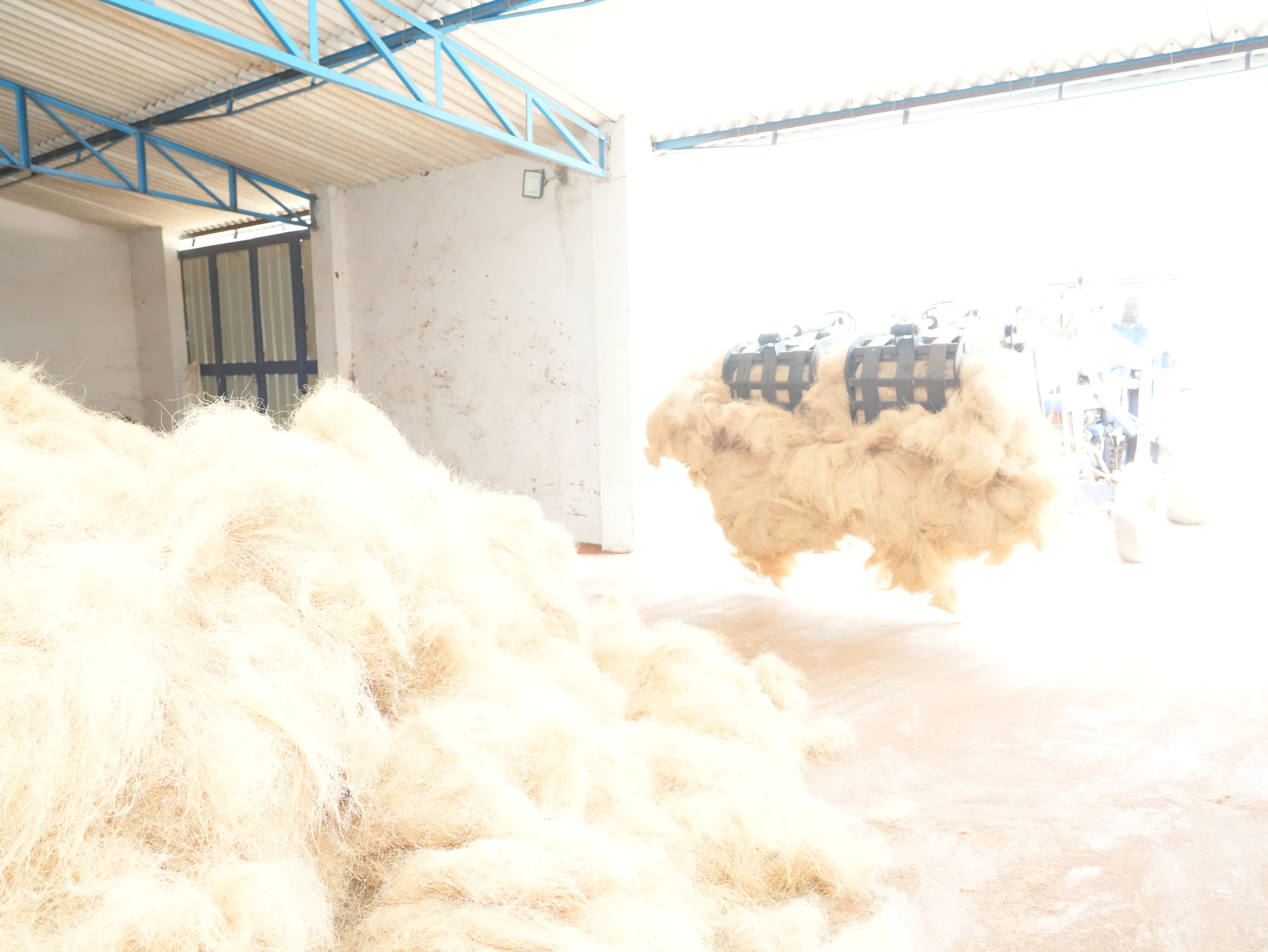 Coir fibre fed into the baling machine