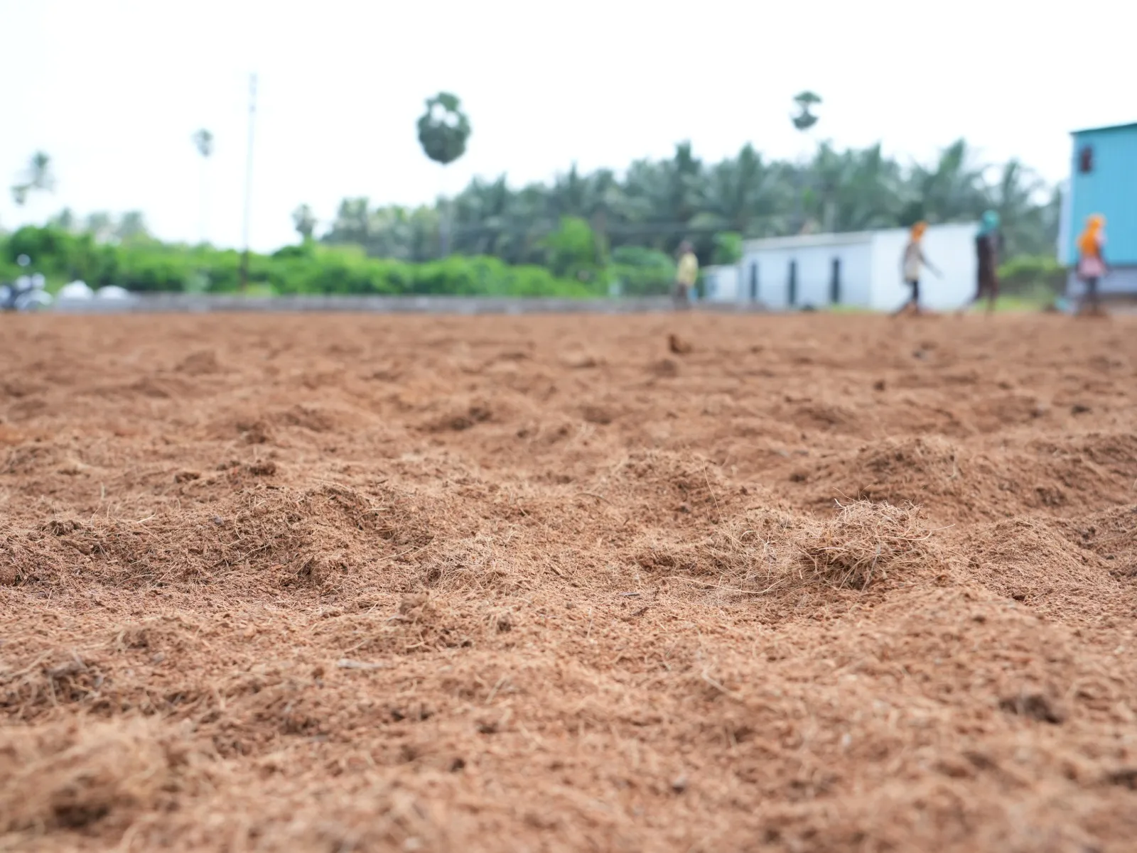 Coir pith spread across the drying yard