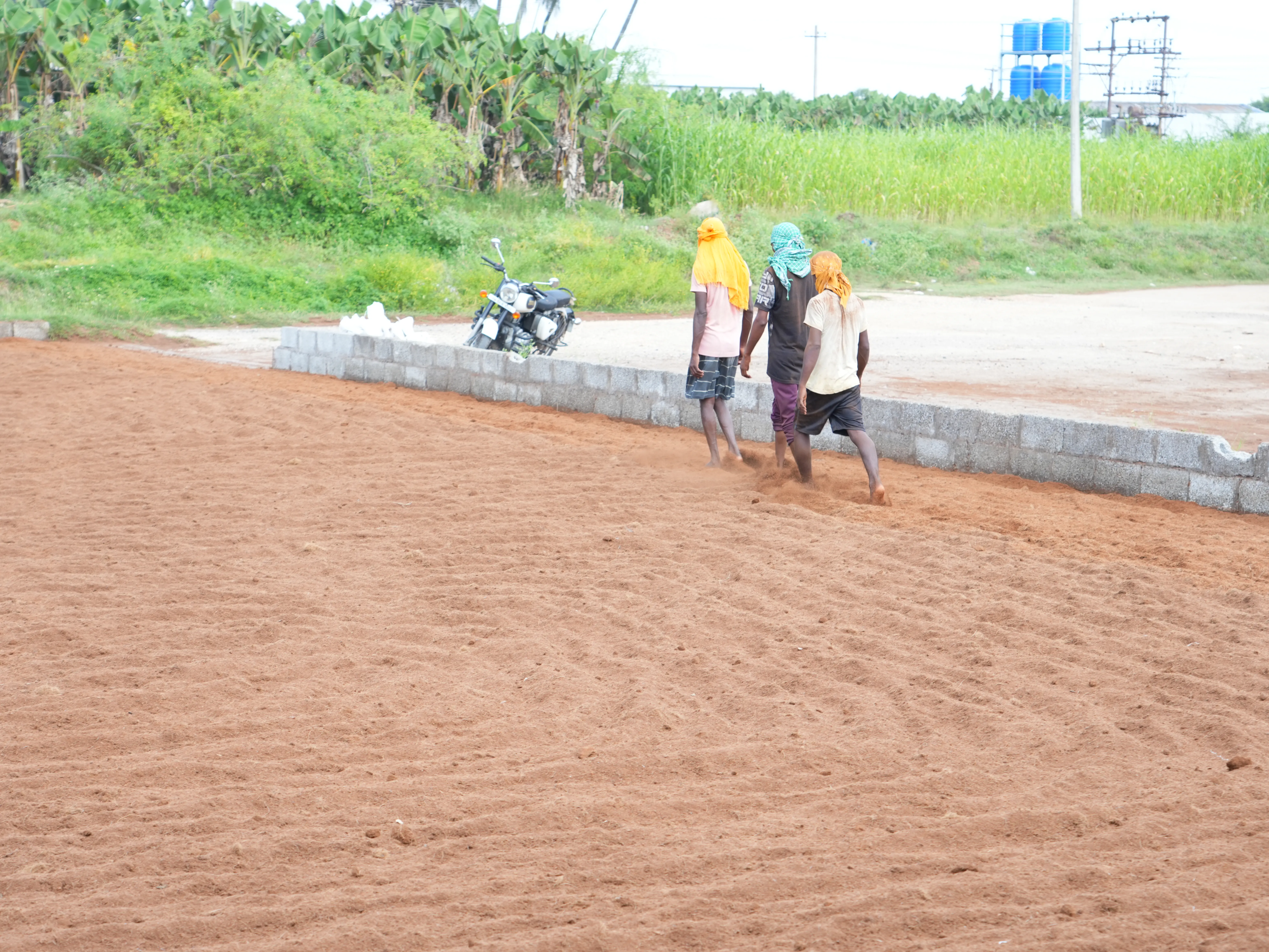 Workers at the coir pith drying yard