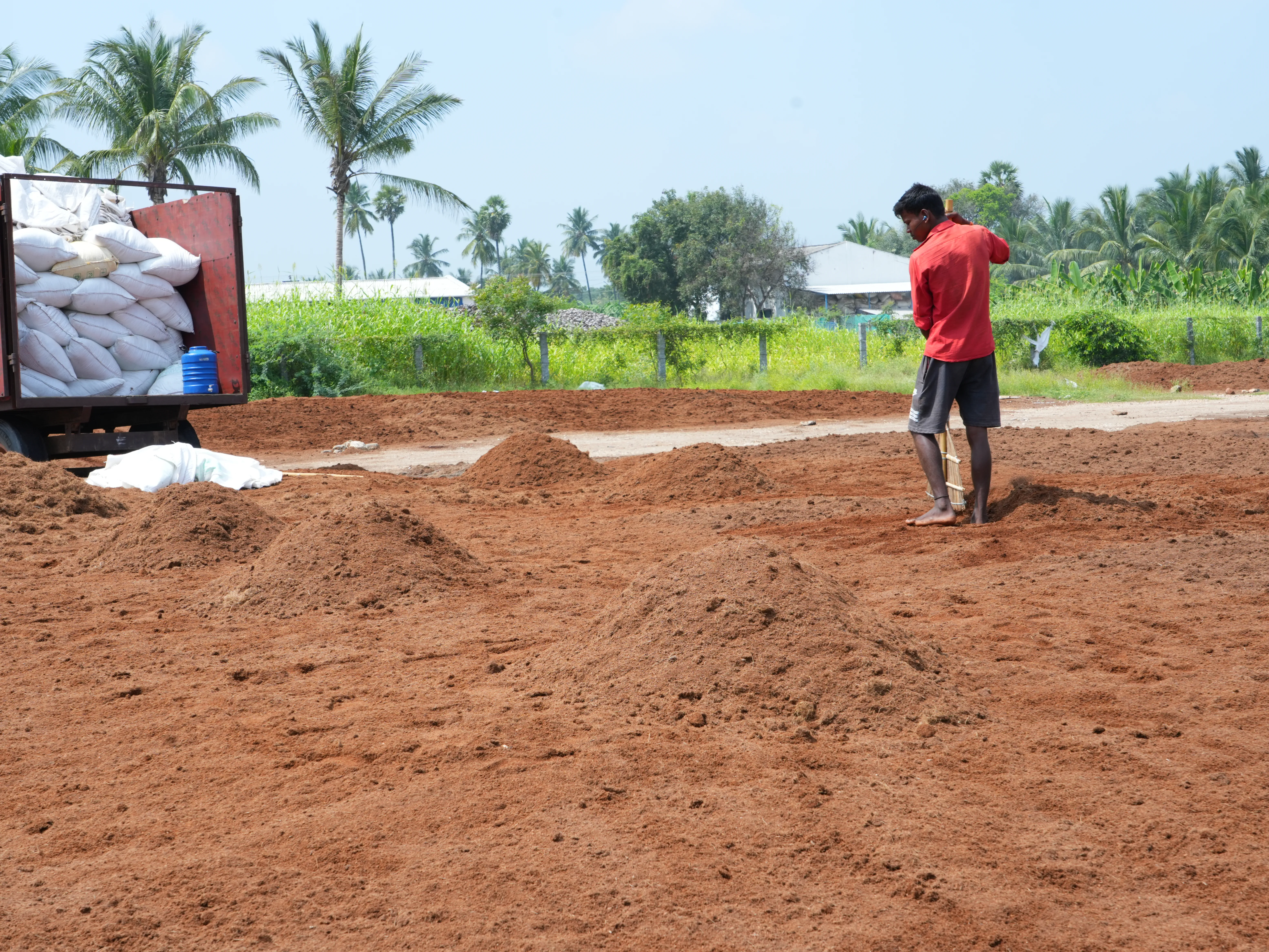 Coir pith spread out to dry in the yard