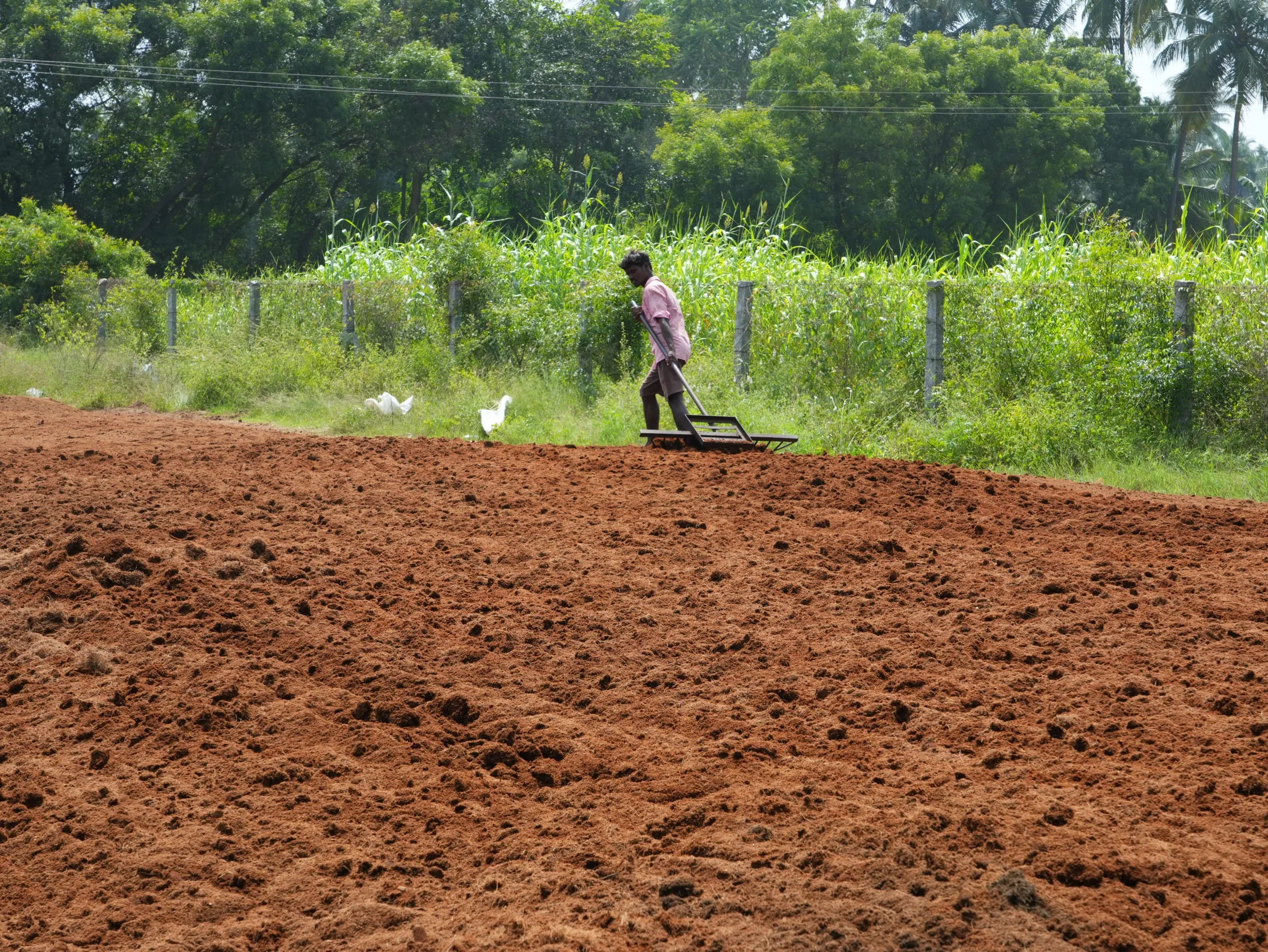 Levelling coir pith in the drying yard