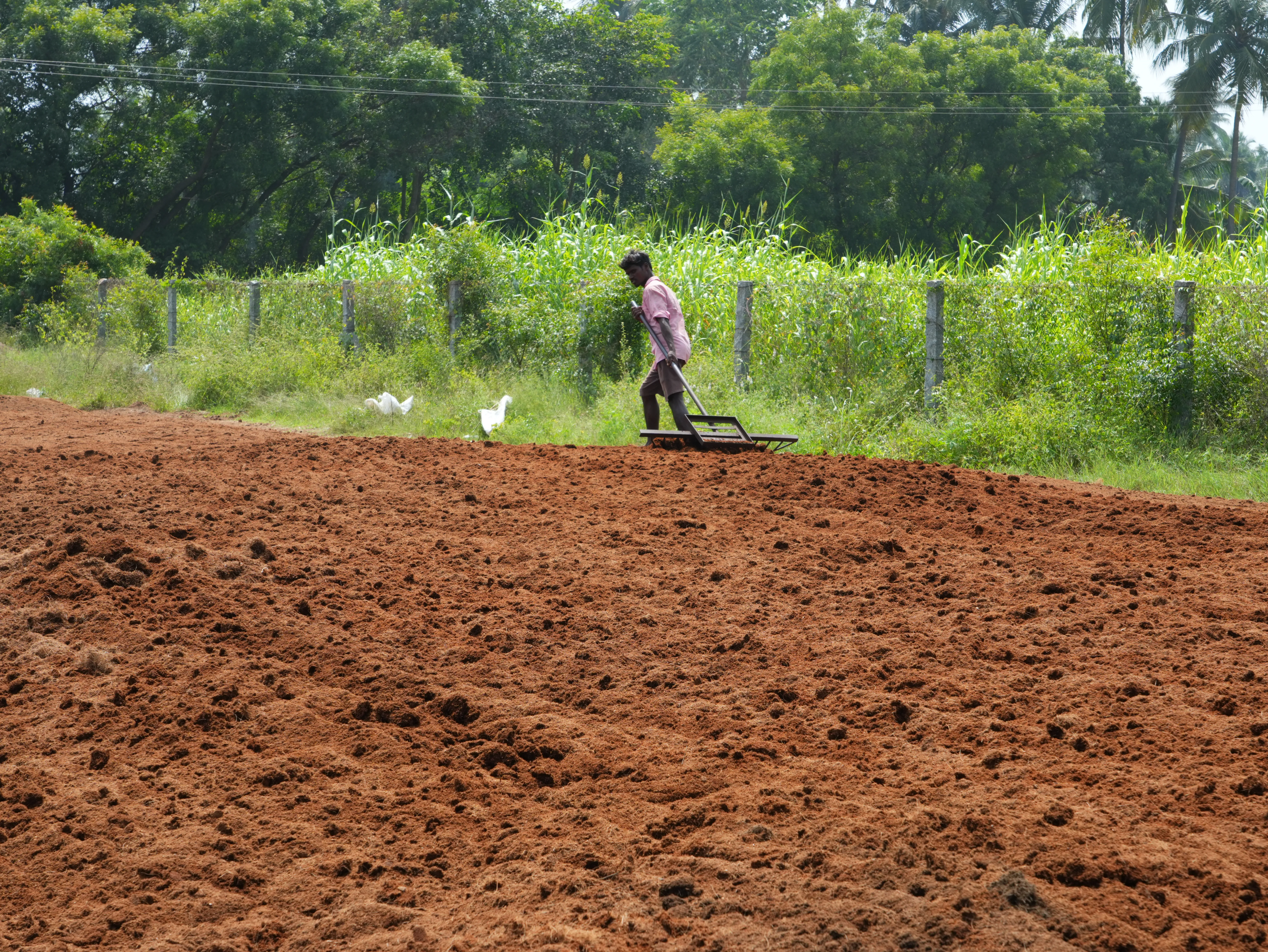 Levelling coir pith in the drying yard