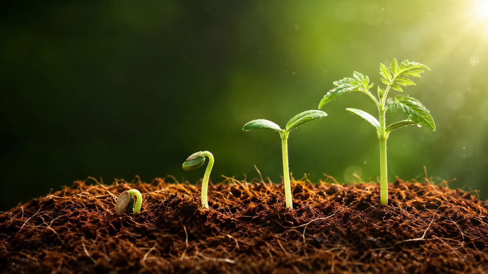 Seeds germinating and growing in coir substrate