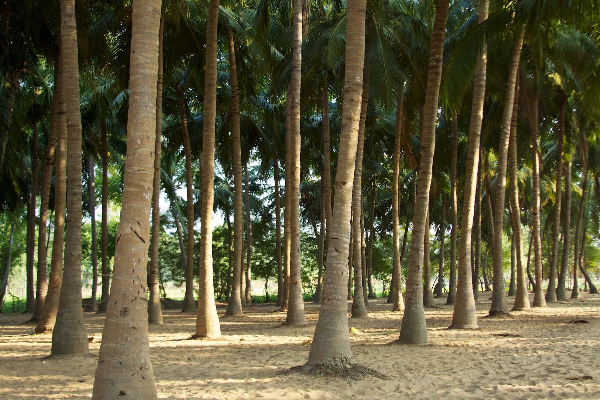 Coconut palm grove, the source of our coir